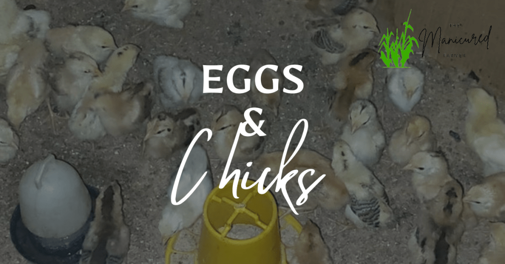 Eggs and Chicks