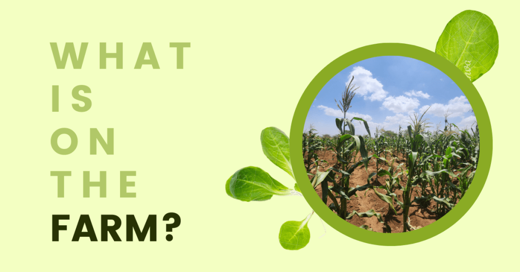 What’s on the&nbsp;Farm?