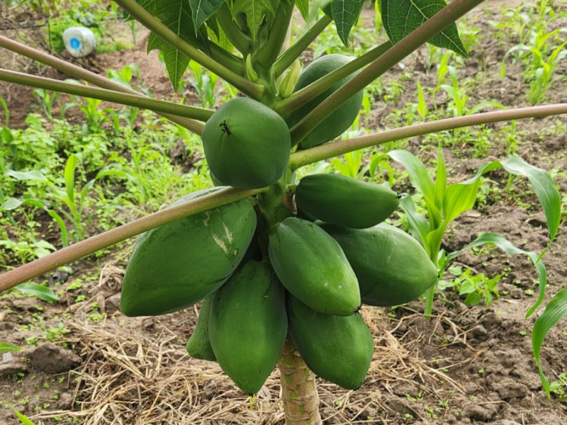 The Gold on Your&nbsp;Land