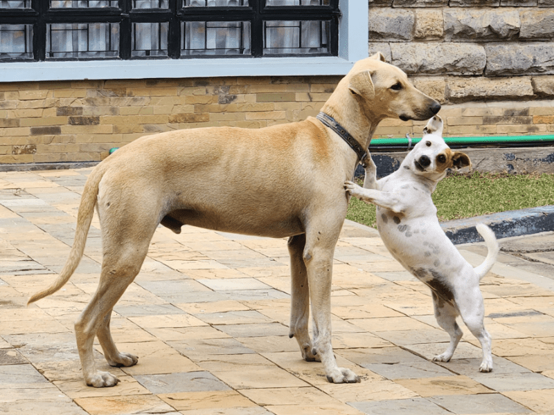 The Sound of&nbsp;Silence