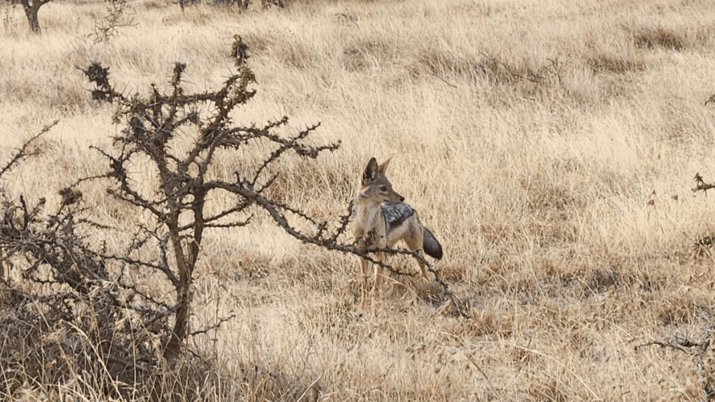 Break in, Break&nbsp;out!