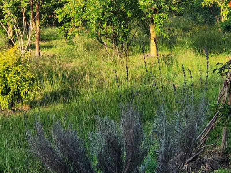 A dead lawn mower and bees in the&nbsp;house
