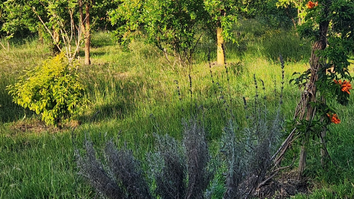 A dead lawn mower and bees in the&nbsp;house