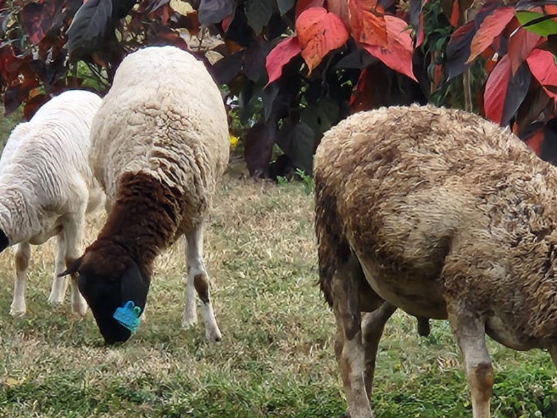 A Jack Russel, a Rottweiler and a&nbsp;Sheep