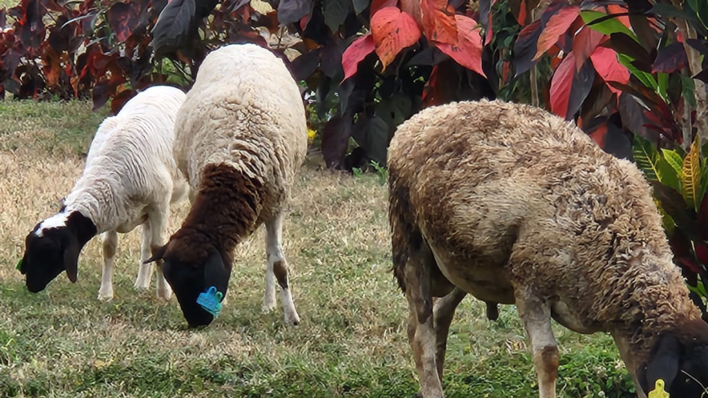 A Jack Russel, a Rottweiler and a&nbsp;Sheep