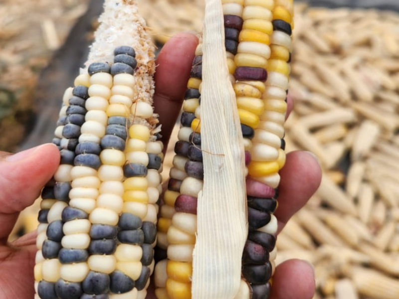 The Maize Heist