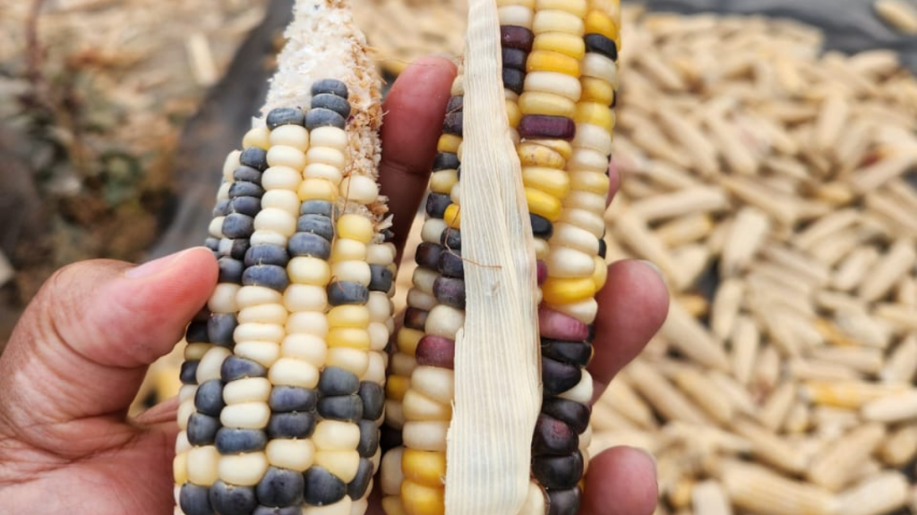 The Maize Heist